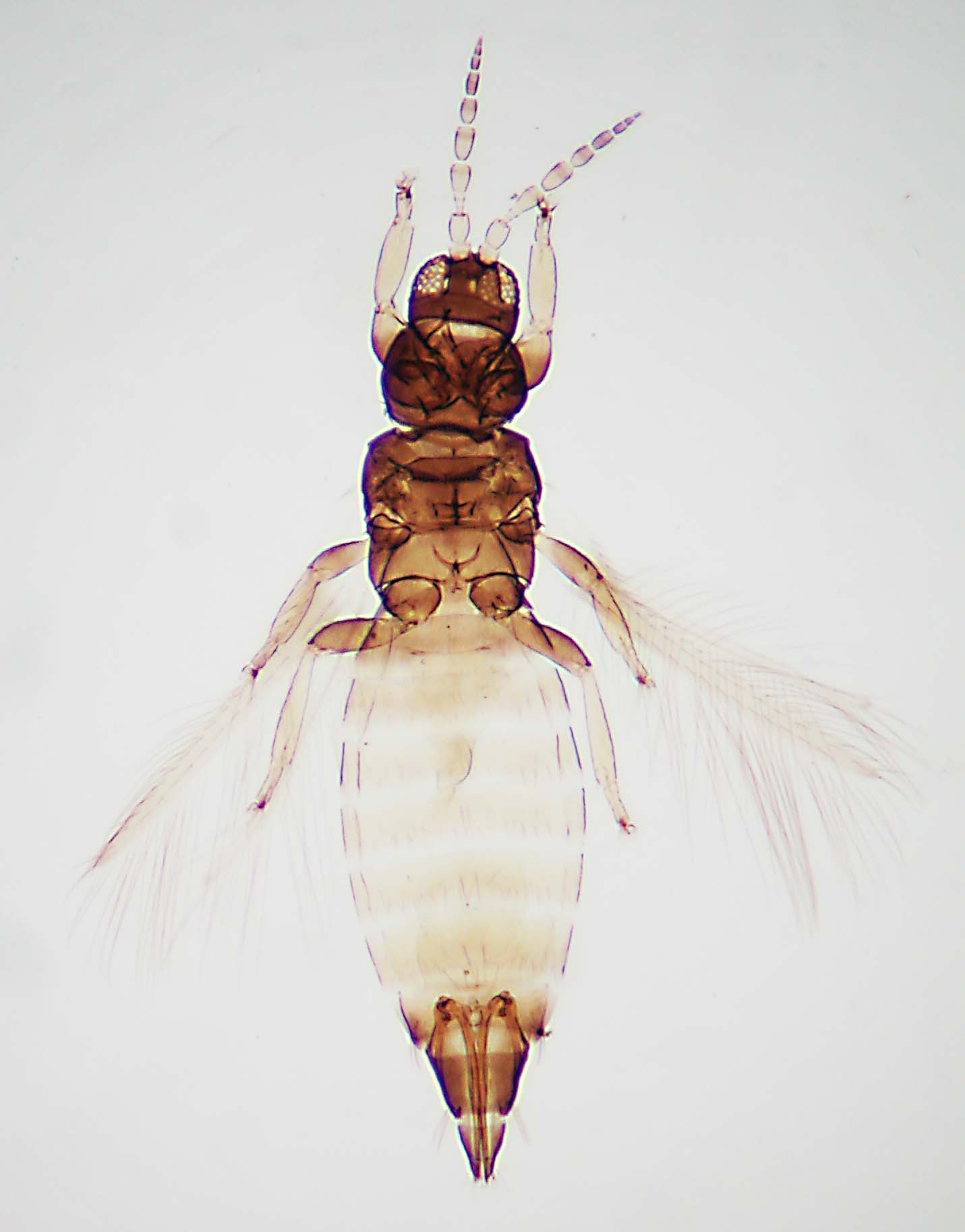 Heterothrips bicolor
