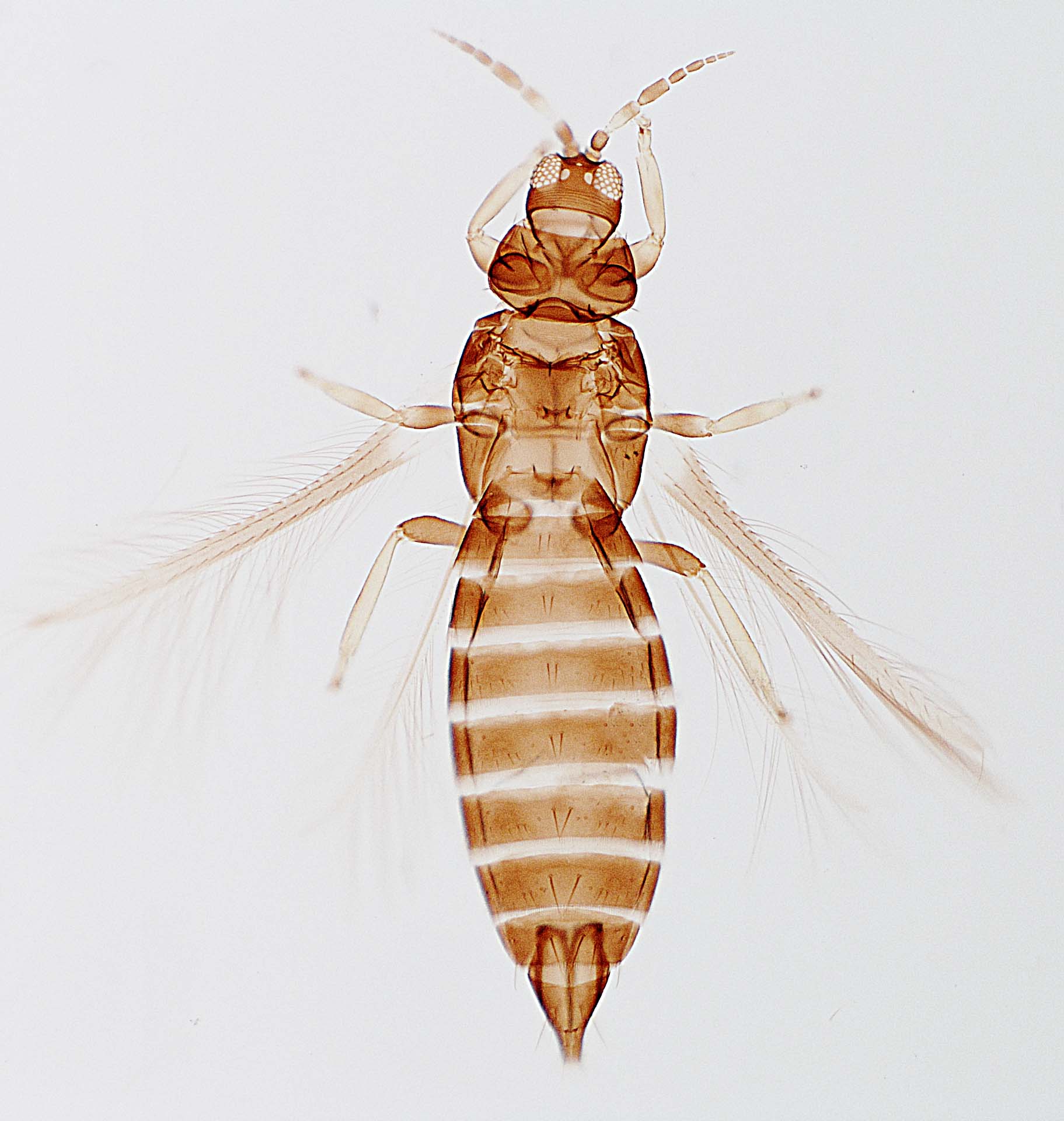 Lenkothrips mollinediae