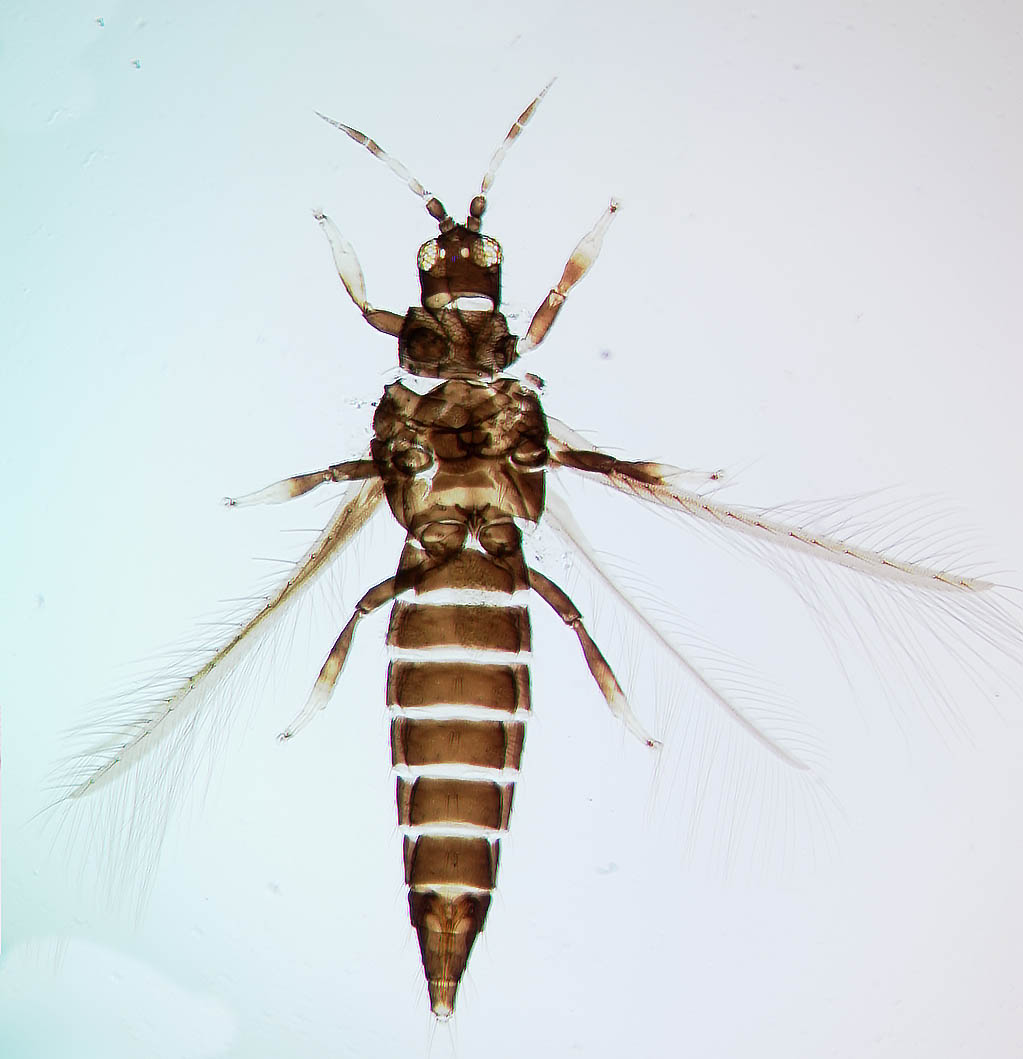 Echinothrips caribeanus