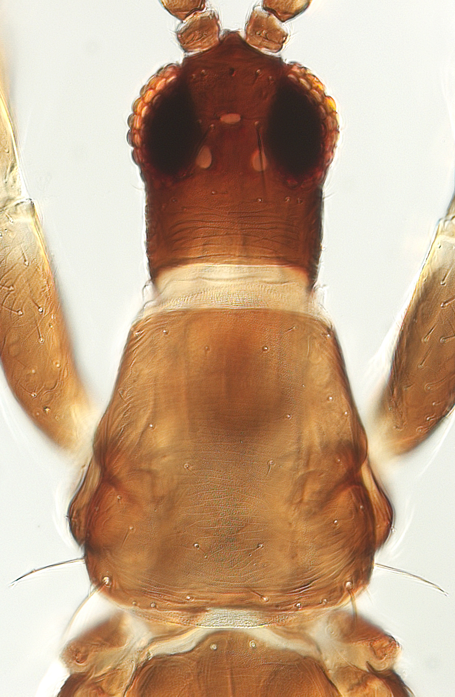 Prionotothrips procerus