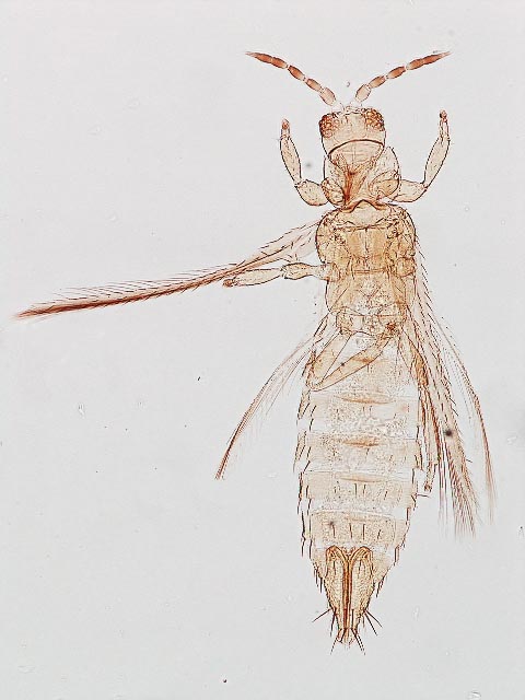 Scirtidothrips torquatus