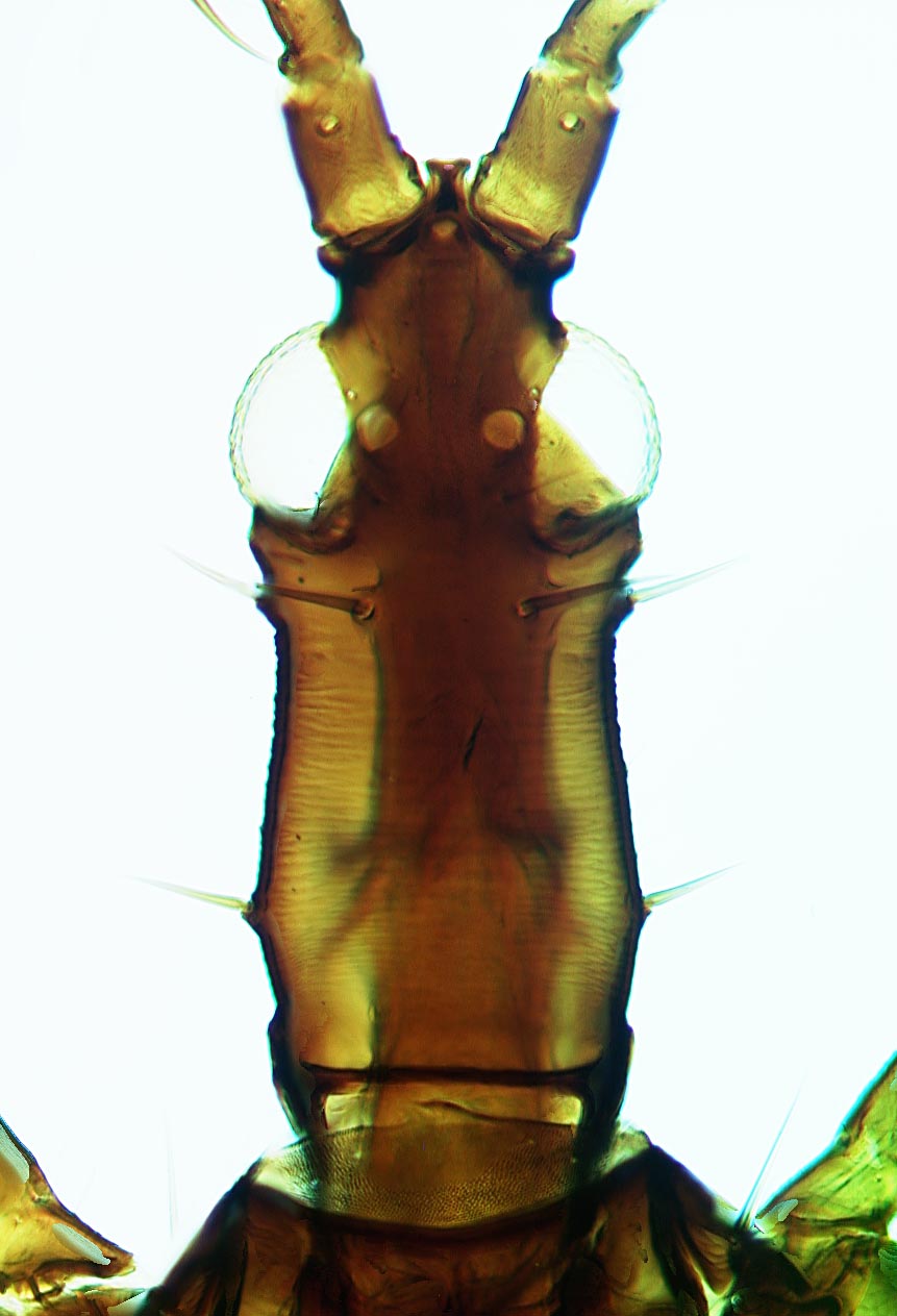 Actinothrips trichaetus