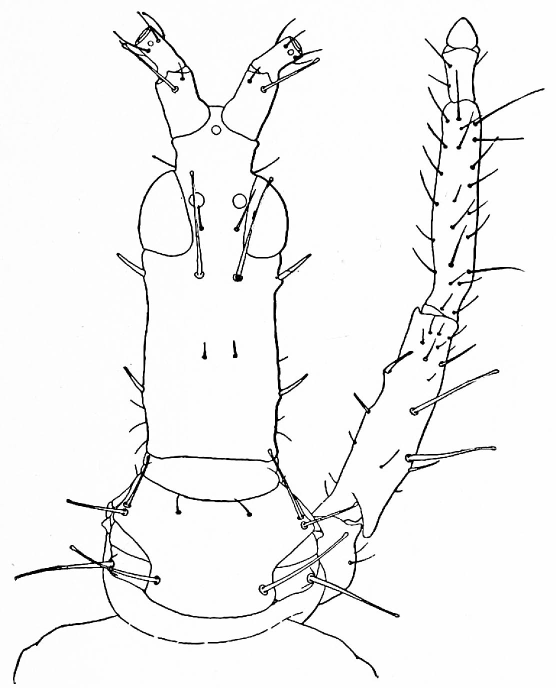 Actinothrips bondari