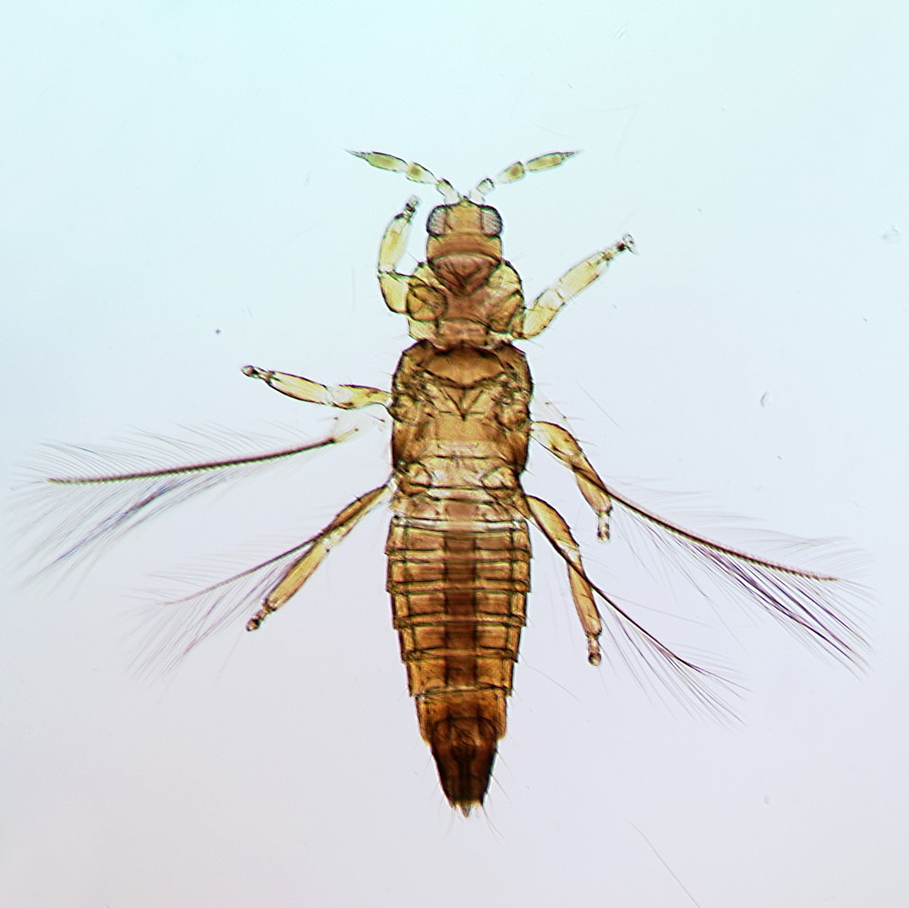 Aulacothrips amazonicus