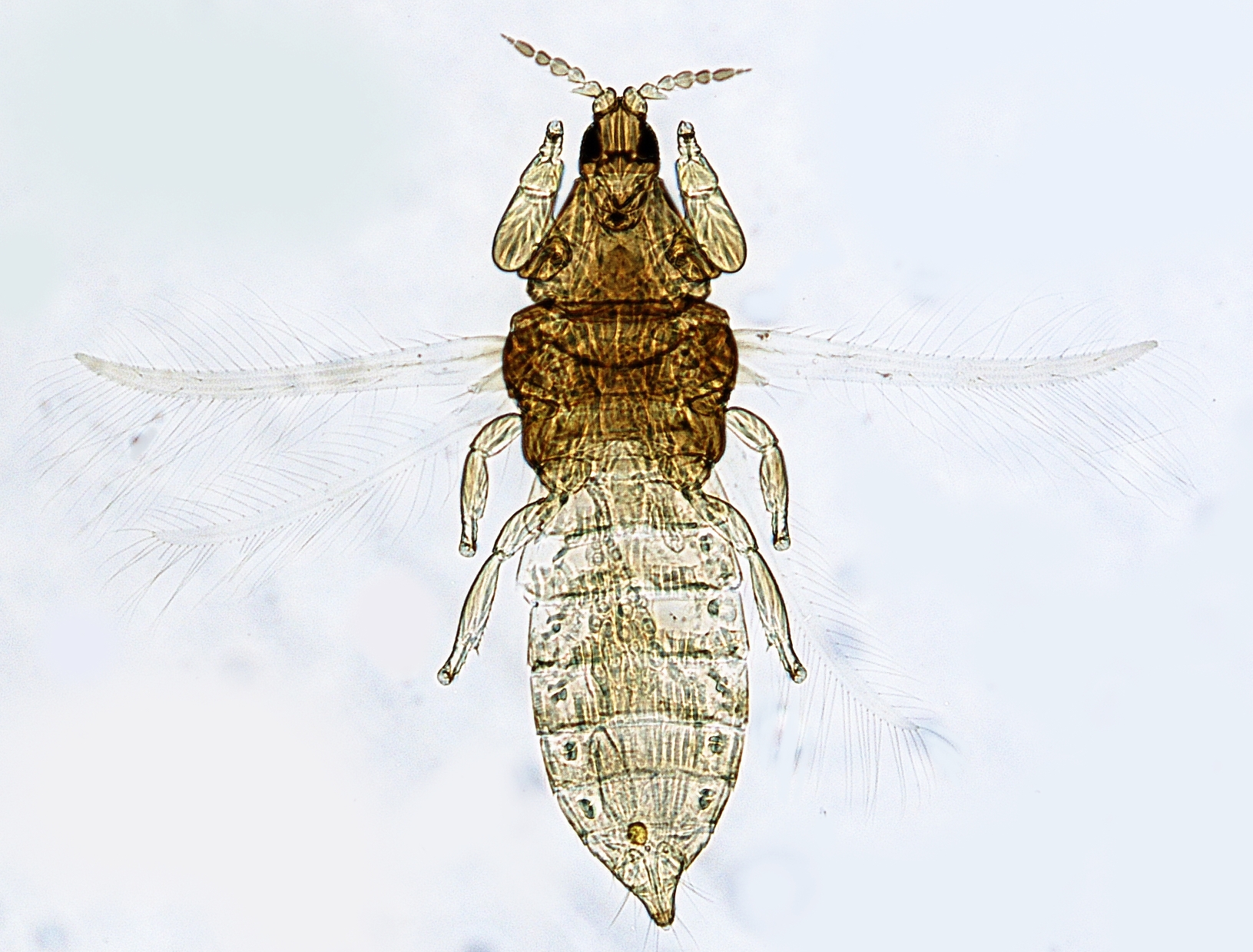 Arorathrips spiniceps