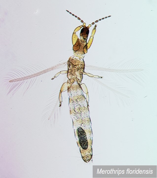 Merothripidae do Brasil