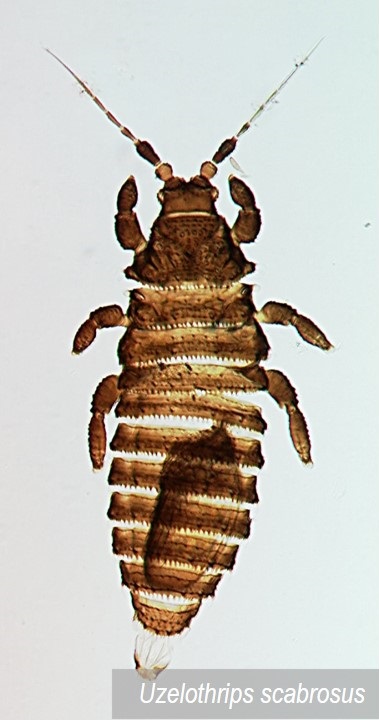 Uzelothripidae do Brasil