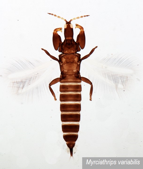 Phlaeothripidae do Brasil