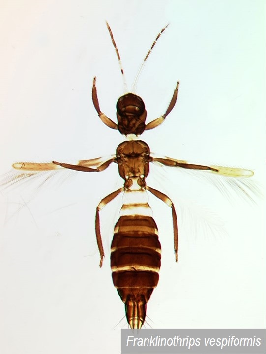 Aeolothripidae do Brasil